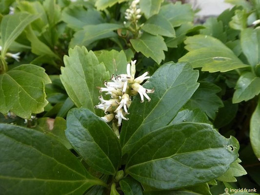 Pachysandra terminalis / Japanischer Ysander