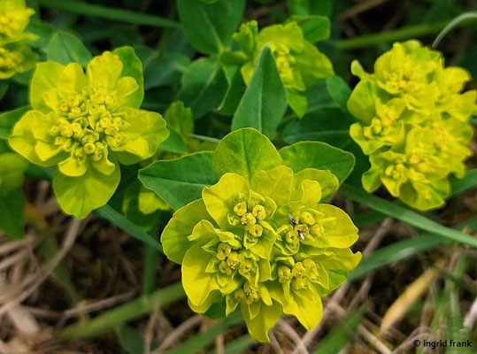 Euphorbia verrucosa / Warzen-Wolfsmilch (08.05.2015; Botanischer Garten Dresden)