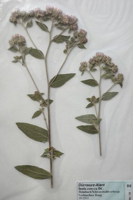 Inula conyzae / Dürrwurz   (09/2002; Heimbach, Schwarzwaldvorberge)   (Herbarium Dr. Wolf von Thun)