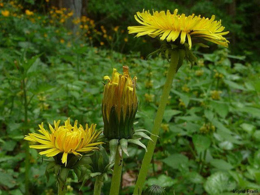Taraxacum spec. (3000 Arten?)