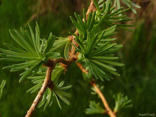 Larix decidua / Europäische Lärche