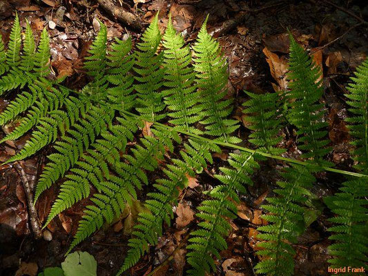 Platz 42: Gewöhnlicher Frauenfarn / Athyrium filix-femina  (nachgewiesen in 1106 der 1161 Kartierquadranten)