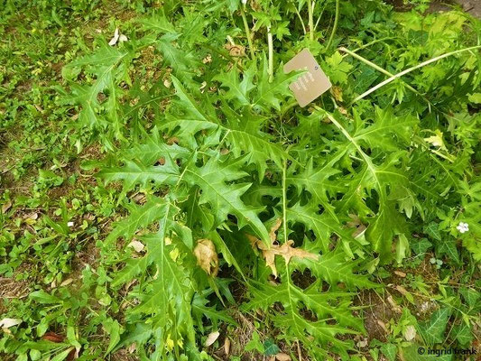 Acanthus spinosus / Dorniger Akanthus, Dorniger Bärenklau   (30.07.2022; Botanischer Garten der Universität Basel)