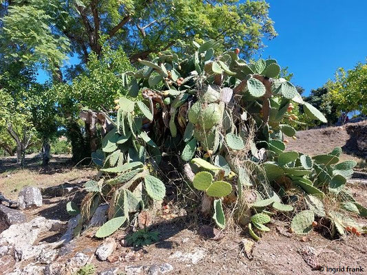 Opuntia ficus indica / Echter Feigenkakatus  (29.09.2025; Sizilien, Syrakus, Archäologiepark)