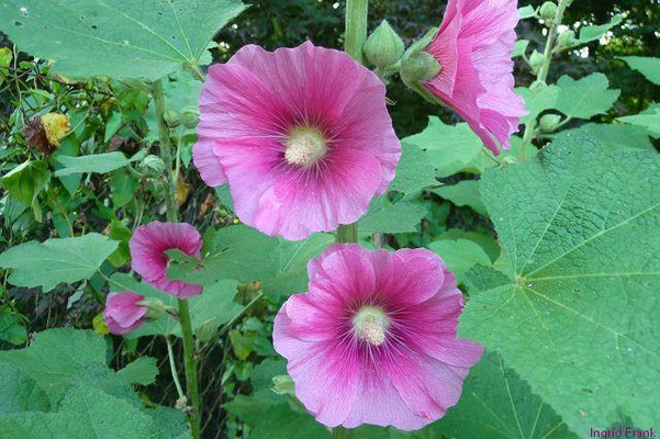 Alcea spec. (60 Arten)