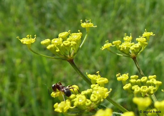 Pastinaca sativa / Gewöhnlicher Pastinak