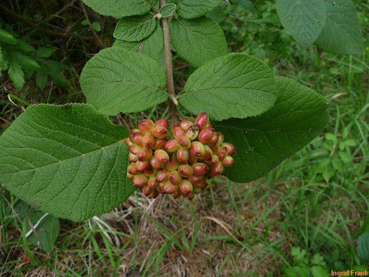 Viburnum lantana / Wolliger Schneeball