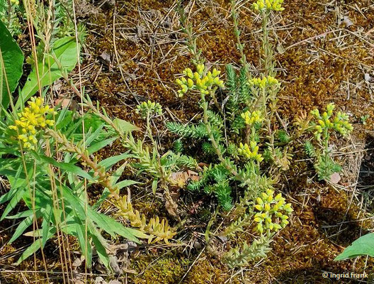 Sedum rupestre / Felsen-Fetthenne, Tripmadam
