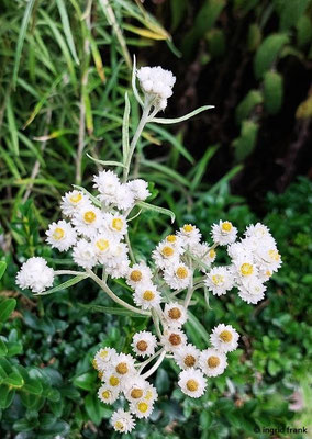 Anaphalis margaritacea / Perlblume, Perlkraut  (14.08.2024; Eichstätt, Willibaldsburg, Bastionsgarten)