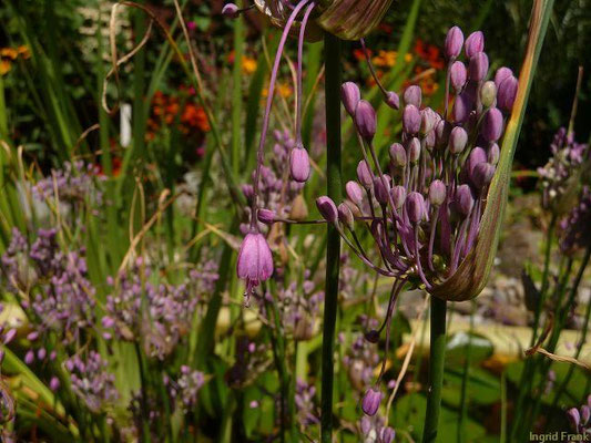 Allium carinatum / Gekielter Lauch