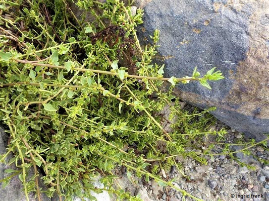 Patellifolia patellaris / Napffrüchtige Rübe