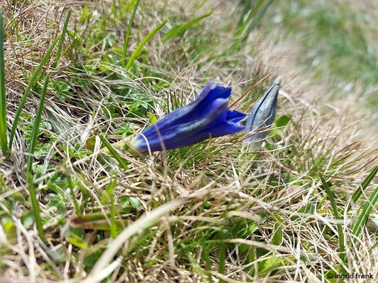 Gentiana acaulis / Kiesel-Glocken-Enzian, Kochs Enzian (13.05.2026; Trentino, Valsugana) 