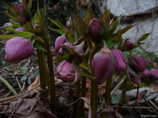 20.03.2010-Helleborus orientalis - Orientalische Nieswurz