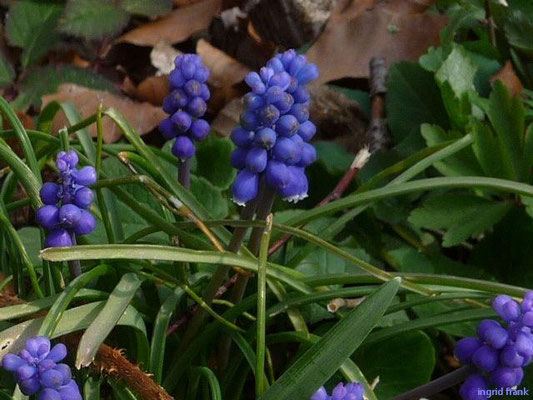 Muscari botryoides / Kleines Träubel, Kleine Traubenhyazinthe    IV-V    