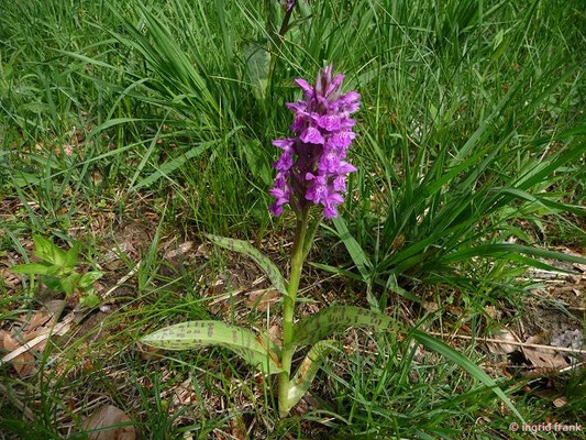 Dactylorhiza spec. (70 Arten)