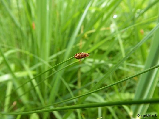 Eleocharis uniglumis - Einspelzige Sumpfbinse