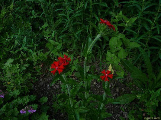 11.06.2010-Lychnis chalcedonica - Brennende Liebe