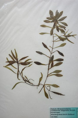 Callitriche stagnalis / TeichWasserstern    (Herbarium Dr. Wolf von Thun)