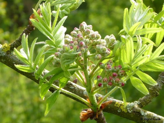 Sorbus domestica / Speierling    V