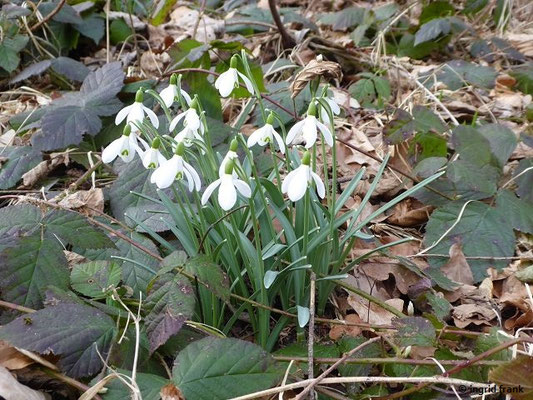 Galanthus nivalis / Kleines Schneeglöckchen    II-III