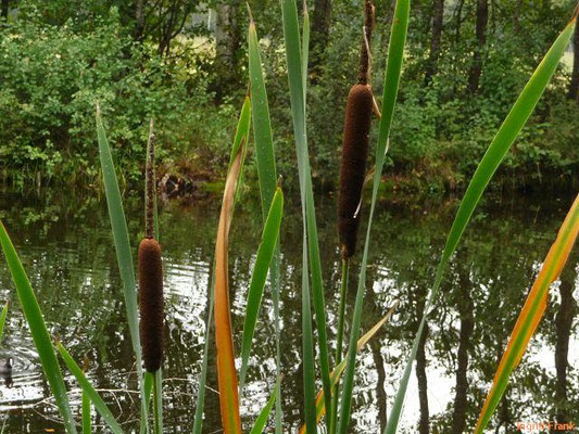 Typha latifolia / Breitblättriger Rohrkolben