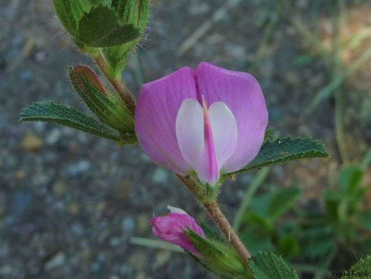 Ononis repens - Kriechende Hauhechel