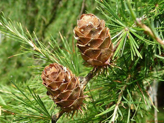 Larix decidua / Europäische Lärche
