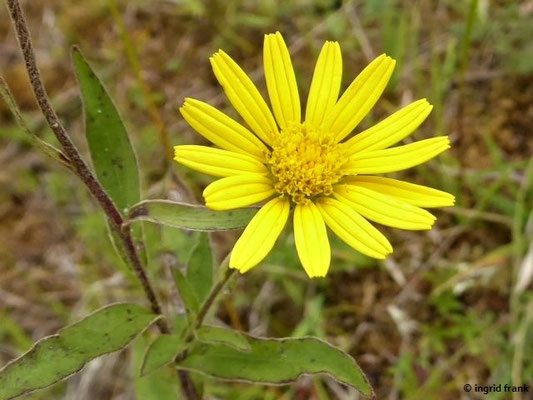Buphthalmum salicifolium / Weidenblättriges Rindsauge    VI-IX