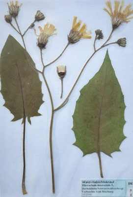 Hieracium murorum / Wald-Habichtskraut   (05/2006; Herbolzheim Schwarzwaldvorberge)