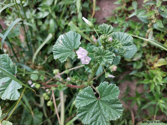 Malva neglecta / Weg-Malve