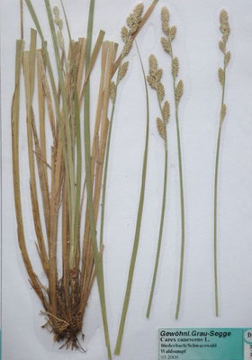 Carex canescens / Grau-Segge    V-VI    (Herbarium Dr. Wolf von Thun)