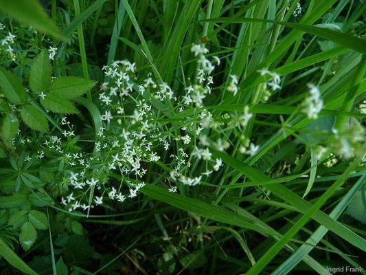Galium album / Weißes Labkraut