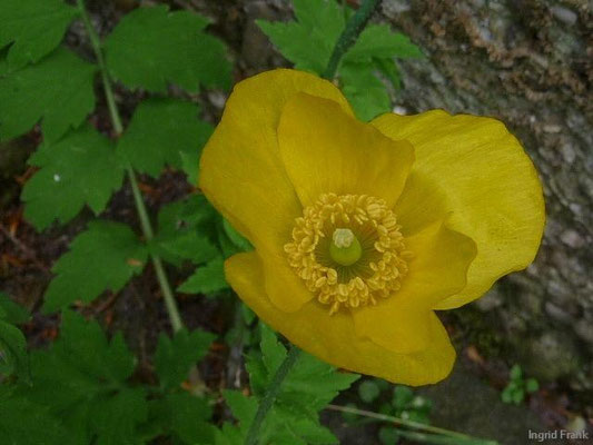 Meconopsis cambrica - Kambrischer Scheinmohn