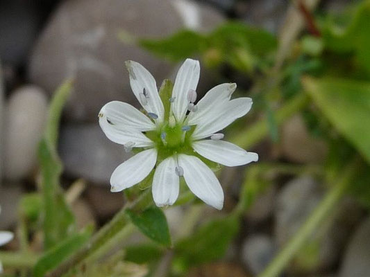 Stellaria aquaticum / Wasserdearm