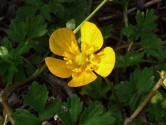 Ranunclus repens - Kriechender Hahnenfuß