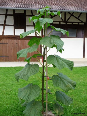Paulownia tomentosa / Blauglockenbaum, Kaiser-Paulownie