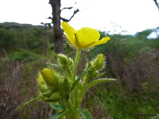 Ranunculus cortusifolius / Kanaren-Hahnenfuß