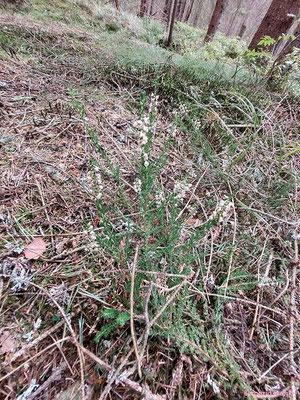 Calluna vulgaris / Heidekraut