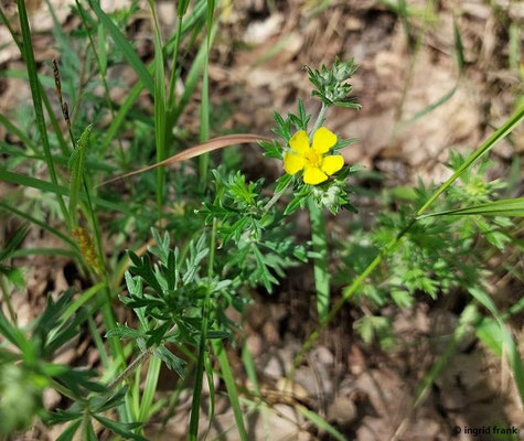 Potentilla argentea - Silber-Fingerkraut