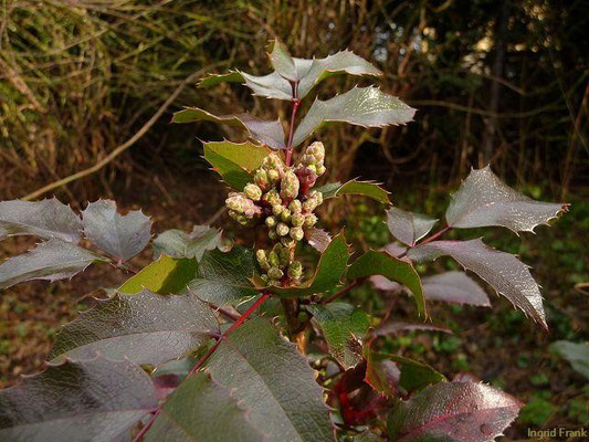 20.01.2012-Mahonia aquifolium - Mahonie