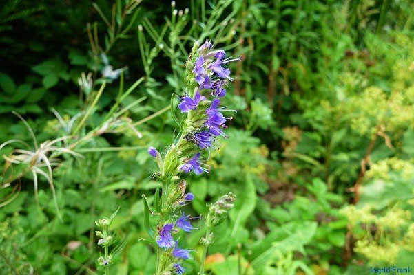 Hyssopus officinalis / Echter Ysop