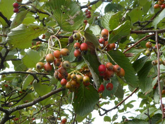 Sorbus aria / Gewöhnliche Mehlbeere    V-VI