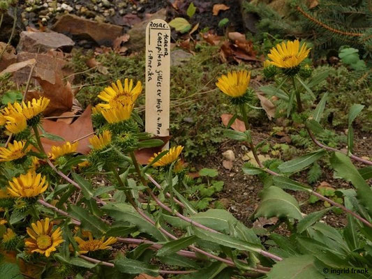 Haplopappus glutinosus (18.11.2011; Botanischer Garten Leipzig)