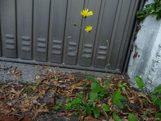 Hieracium lachenalii / Gewöhnliches Habichtskraut