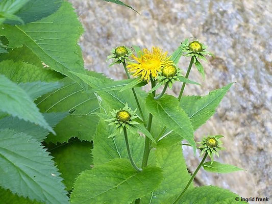 Telekia speciosa