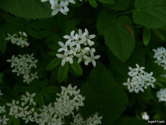 Galium odoratum - Waldmeister    V-VI