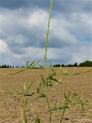 Sisymbrium officinale - Weg-Rauke