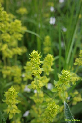 Cruciata laevipes / Gewimpertes Kreuzlabkraut    (23.05.2023; Felsenmeer beim Wental)