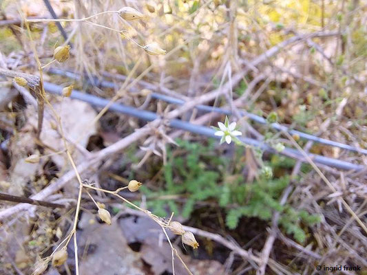 Arenaria serpyllifolia / Quendel-Sandkraut