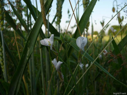 FÜR VIEH GIFTIG:  Hederich / Raphanus raphansitrum;  Familie: Kreuzblütengewächse / Brassicaceae
